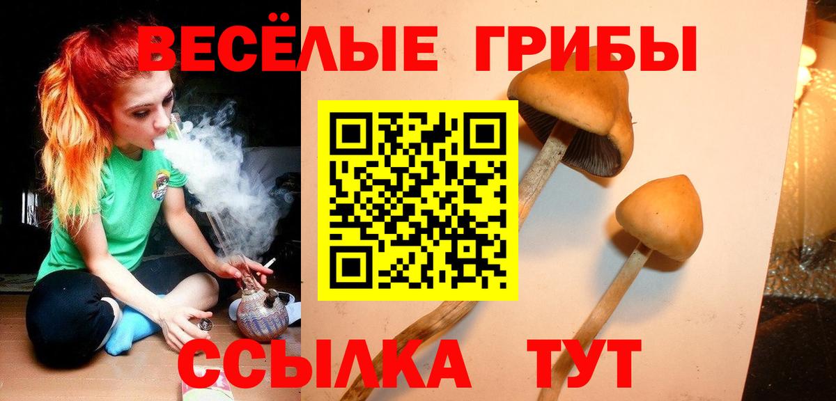 Псилоцибиновые грибы Psilocybine cubensis  цена наркотик  Чернушка  Вход с VPN 